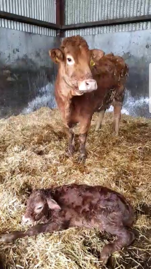moocallofficial's tweet photo. Moocall Calving Sensor user Trisha Farrelly send this one in. She said: "healthy CH bull calf".

#agtwitter #agvocate #agpic #farmlife #calves https://t.co/3ZRl0pbs9I