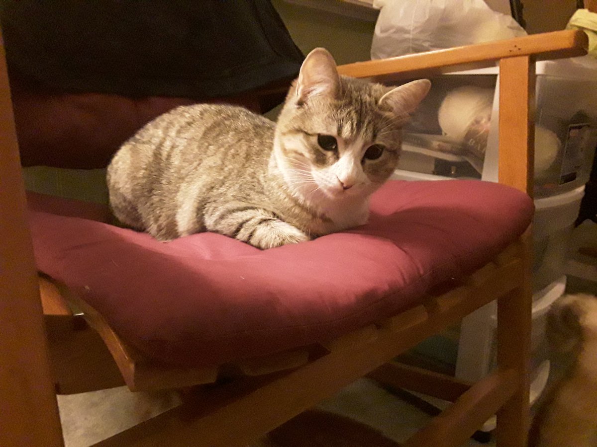 Mr. Love sanctuary endeavor 😺 tweet media