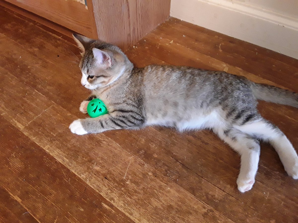 Mr. Love sanctuary endeavor 😺 tweet media