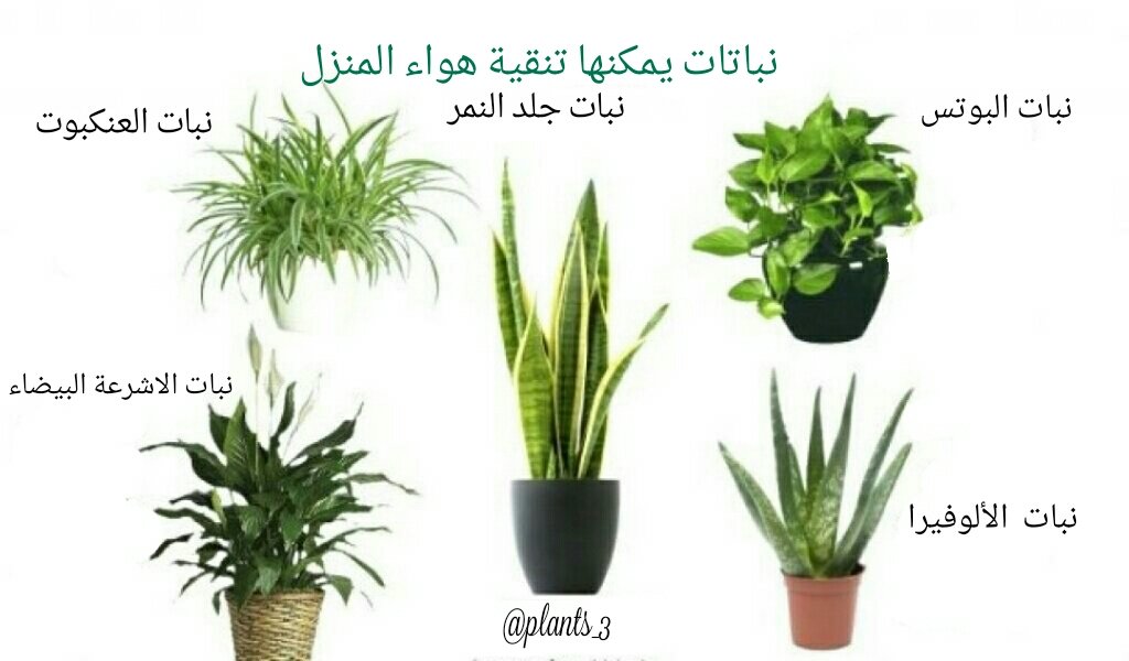 نباتات tweet media
