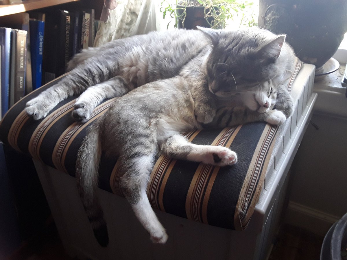 Mr. Love sanctuary endeavor 😺 tweet media