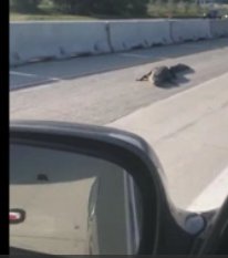 CBSSoutheast's tweet image. CAUGHT ON CAMERA: The Jacksonville, FL Sheriff's Office said they responded to a call about a wandering alligator on I-295 northbound at Butler Boulevard. (STRINGER) MON0202