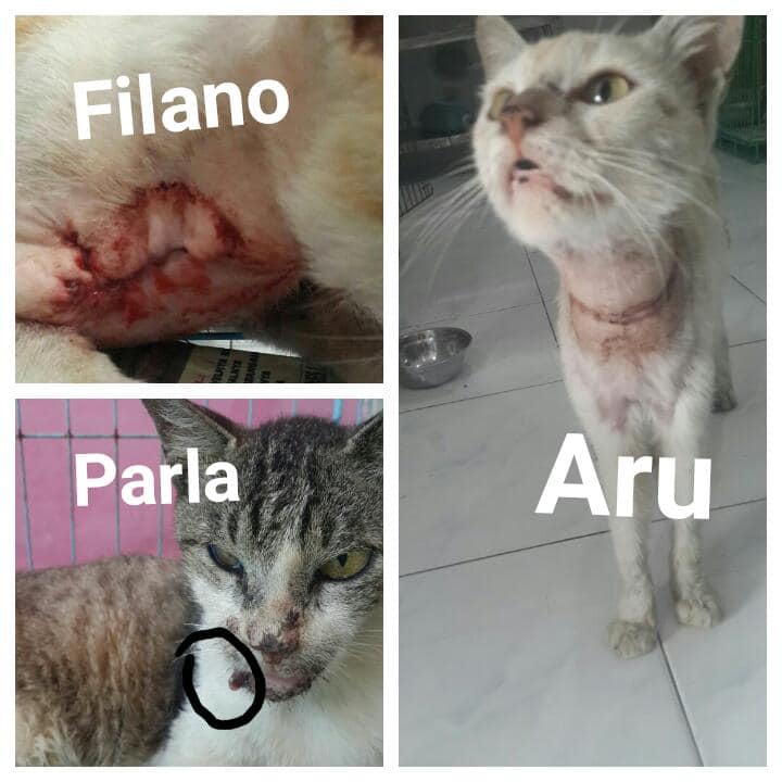 ancuepadang's tweet photo. Ini kucing kucing rescue yg sedang perwatan dan pengobtan dokter hewan
#catlovers #pecintakucing #opendonasi #kucingterlantar #rumahkucing #savekucing https://t.co/m1vTAqKsUe