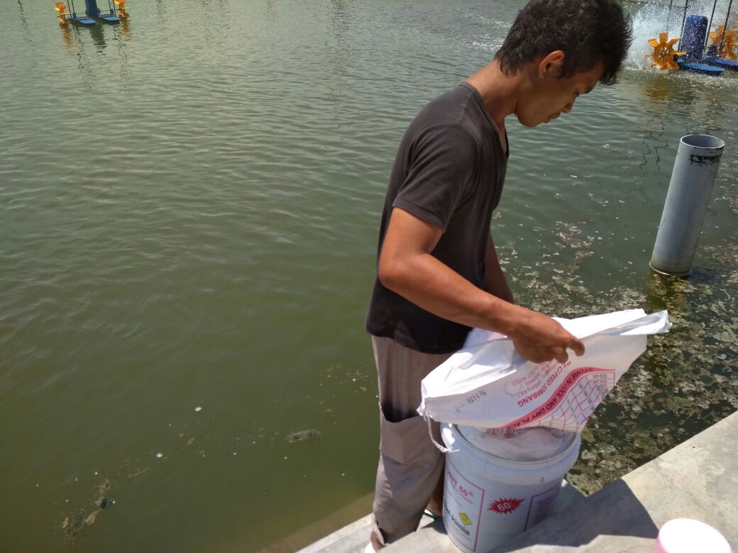 bpmkp_maros's tweet photo. Takalar_Pemberian pakan pada budidaya polikultur udang vanamme dan ikan nila pada tambak super intensif
#RisetdanSDMKP 
@brsdm_kp https://t.co/eBkvMxWUy7