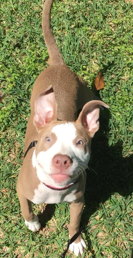 lil_sis_nett's tweet photo. ๐พ ๐ ๐ท ๐ ๐พ
Happy ๐ถ Happy
#CheyenneHOPE #Pitbullsโฅ๏ธ๐พ https://t.co/ozveraCK5i