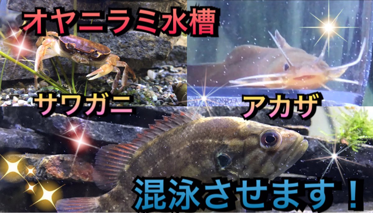 Chウッティー オヤニラミ Youtubeで新しくオヤニラミ水槽の動画を出しました 今回は混泳に挑戦してみたいと思います もし良かったら見てください T Co Tvqmwfr9