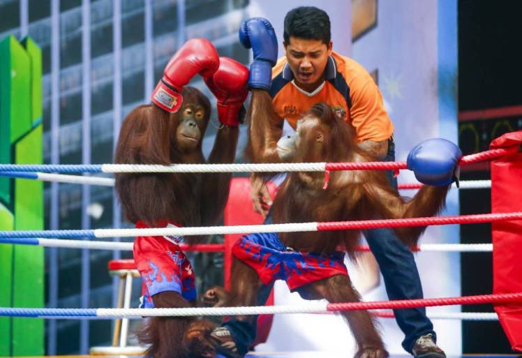 BellaLack's tweet photo. Orangutans are forced to fight each other in front of loud, raucous audiences for the amusement of tourists.

They are beaten and subjected to abuse and torture. 

If you don’t support this, please sign: https://t.co/oSQ7qwuF31
to help #BanOrangutanBoxing https://t.co/8yIWbK04BV