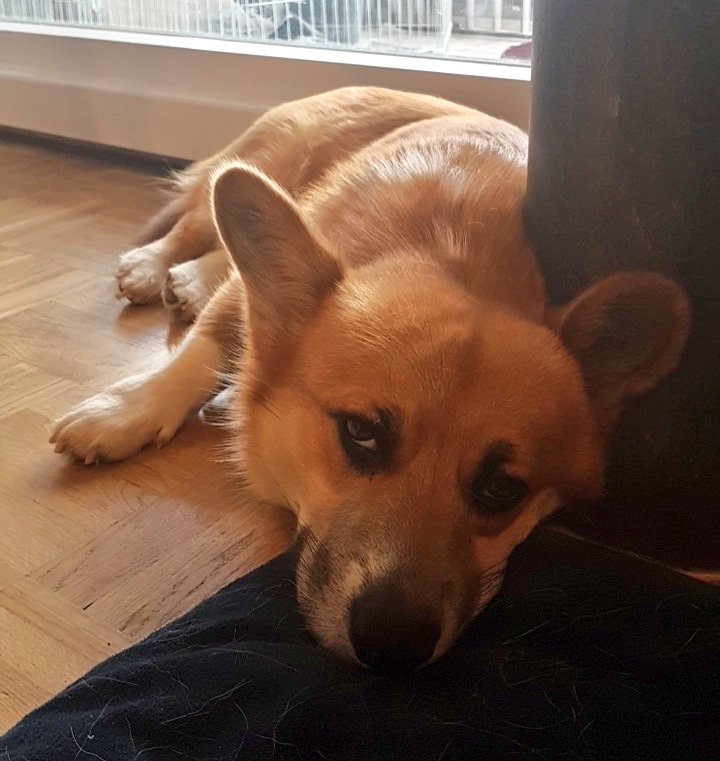 KanaAiysoublood's tweet photo. My dog is so wasted he didn't even came say hello ๐ look at this tired doggo ๐ #Mulder #Morning #NotForHim https://t.co/Lqx0IixGVL