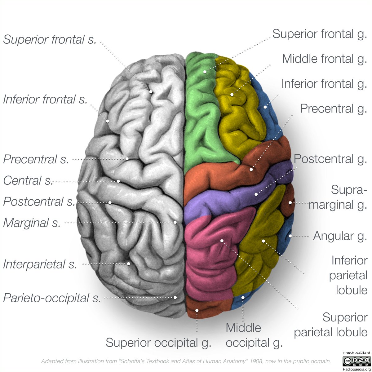 part of brain that controls emotion part of brain that controls emotion