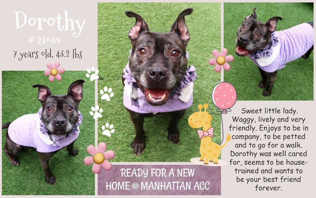 gaviota330's tweet photo. POOR DOROTHY WAS KILLED
NO CHANCE FOR HER
SWEET INNOCENT SOUL
SUFFERED LONG PAINFUL AGONY
#NYC ANIMAL CARE CENTER INHUMANELY KILLS PETS=
THE PLACE WHERE CRUELTY, INEPTITUDE &amp; GREEDINESS MEET DAILY https://t.co/1x31NTzDPp