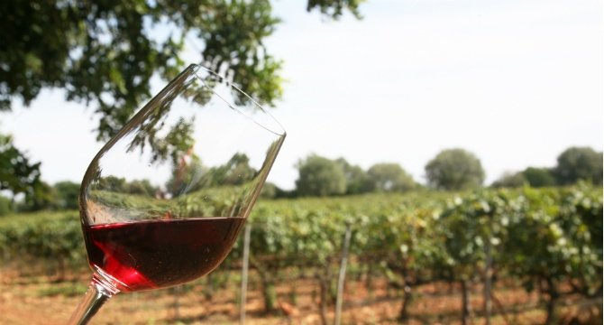 ecodemallorca's tweet photo. Los vinos baleares alcanzan un récord histórico en producción y ventas
https://t.co/gvbLaJuEfx https://t.co/TQEQUJ1VBN