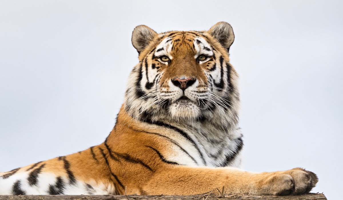 The Big Cat Sanctuary tweet media