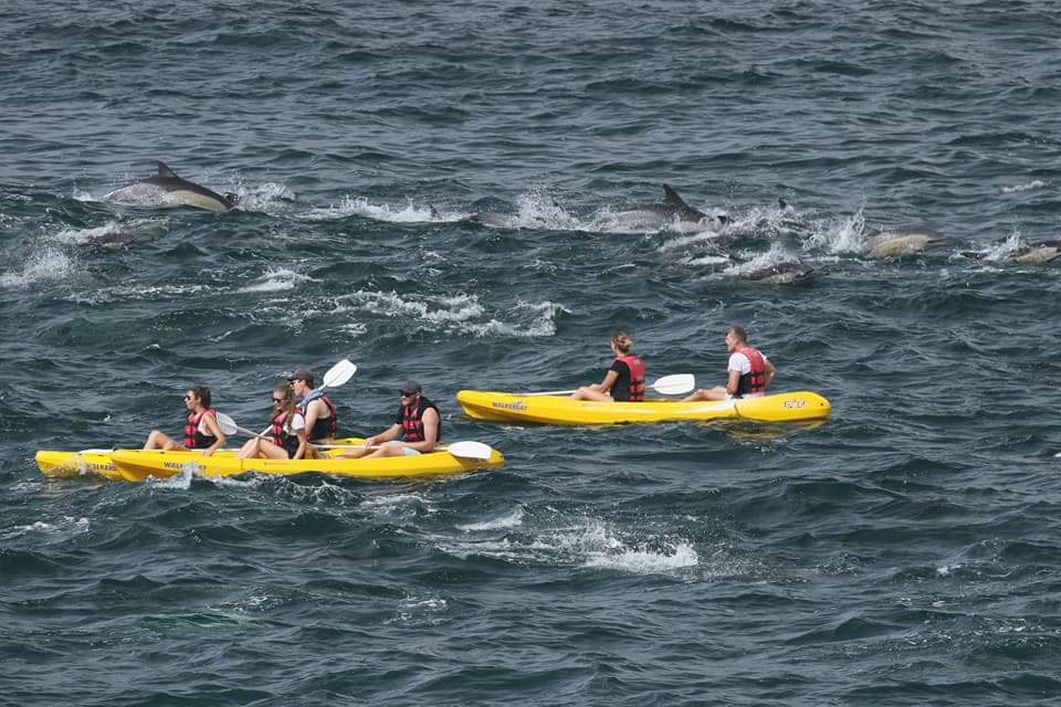 SouthernStaying's tweet photo. Hermanus encounter with hundreds of dolphins. More info at: https://t.co/eA4SwQyfOi
Enjoy the times! https://t.co/QINrME9mcY