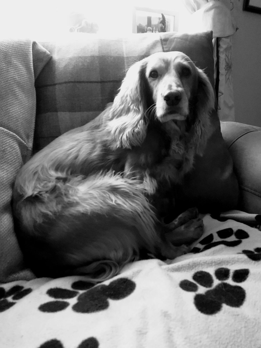 davey_bridget's tweet photo. It's that kinda day..... #sofasurfin' https://t.co/8bRRXFOXmj