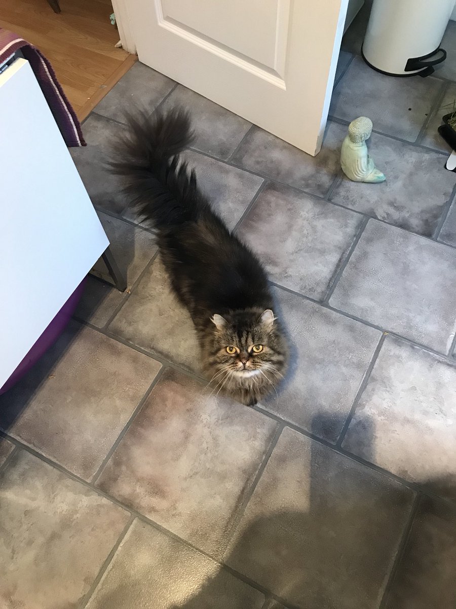 fluffybasil's tweet photo. *yells* MUM! It’s #TunaTuesday 😺🐟 when I going to get me some breakfast? Pfft not yet - we’ll speak to the tail 😾😼 @hugo4de @clawdiathecat @Tonithecat32 @MoetBlindCat @nesjloch @Joeybird @Cleo_sMommy @LuckyDaPuppyCat https://t.co/Z2KdhO39s8