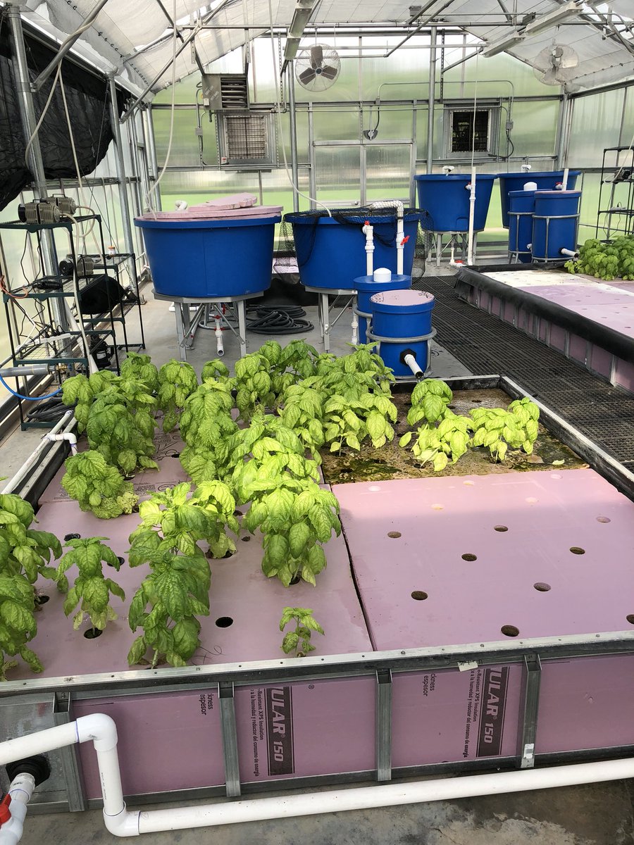 LCHS Admin team checking out the Aquaponics lab at LCHS!
#summerofsalads