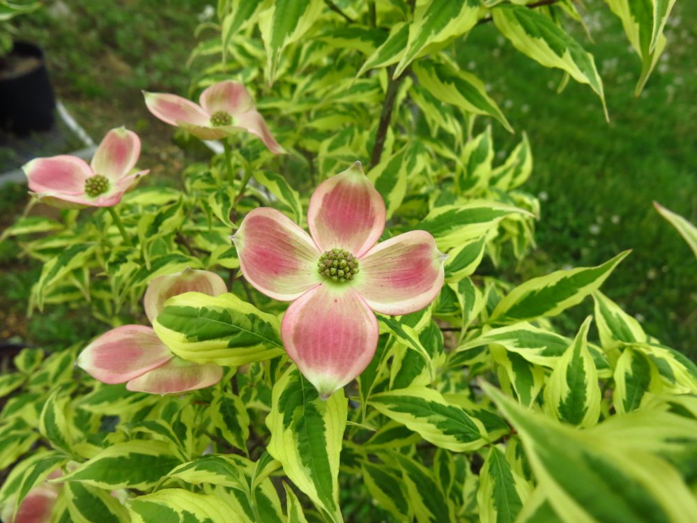 Dogwood fever is almost here, which is one of the many things we love about spring. There are better red flowered dogwoods today and an amazing selection of variegated varieties as well that provide color from spring to fall. 'Variegated Stellar Pink' dogwood in spring.
