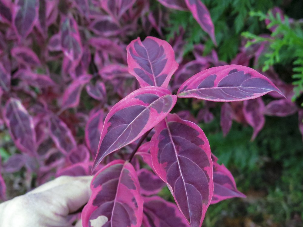 Look at 'Variegated Stellar Pink' in fall. Wow!