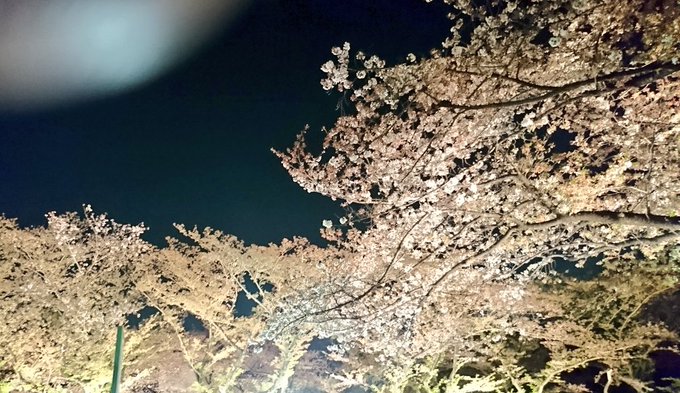 夜桜とゴジラを一緒に眺めました。 