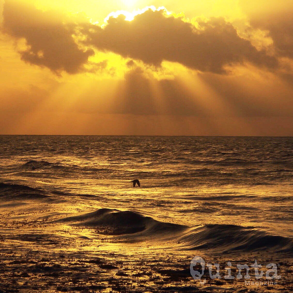 Quinta Magazine tweet media