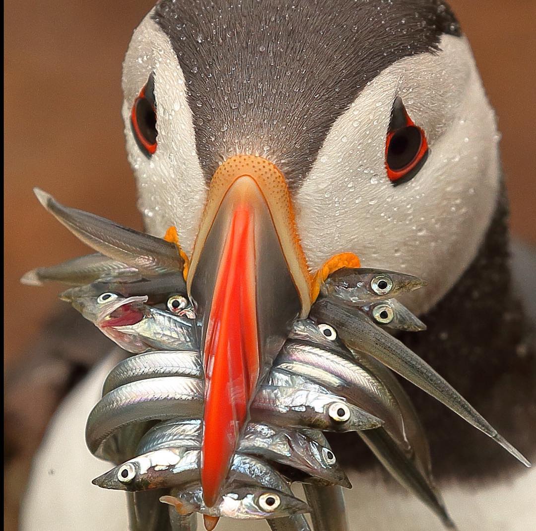 wildwoyages's tweet photo. A Puffed up Fish..oops... A Puffin with fishes!

Setting up a Guiness World Record? :P

Photo by @bass23 via  https://t.co/561tS0MCCp

Follow, like &amp; tag us @WildWoyages and use the hashtag #WildWoyages to get your clicks featured

#Indianbirds #birdsofIndia #puffins https://t.co/deDdw4tWDW