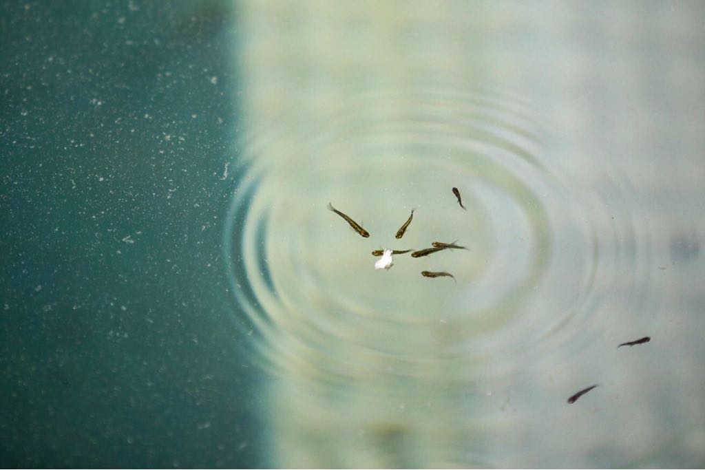 CMOfficeUP's tweet photo. #UPCM Shri #YogiAdityanath inspected anti-larvicidal fish Gambusia or mosquitofish at the community health center, Gauri Bazar, Deoria. #EveryChildALIVE #DimagiBukharSeJung https://t.co/DhJP7QCazl