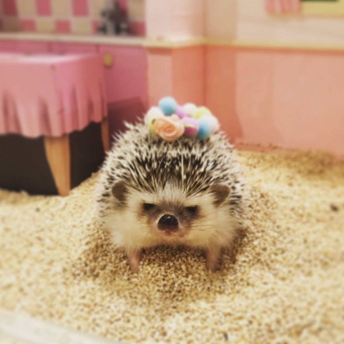 さぁろいん🥩くん💕🤣 花冠似合ってる〜！🌷💓👀 . さぁろいん「僕