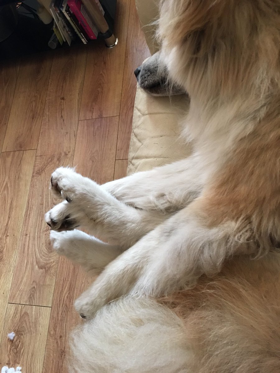 WalkWthThePack's tweet photo. Signing her up for a contortionist show 😂 https://t.co/6gknPzWL7s