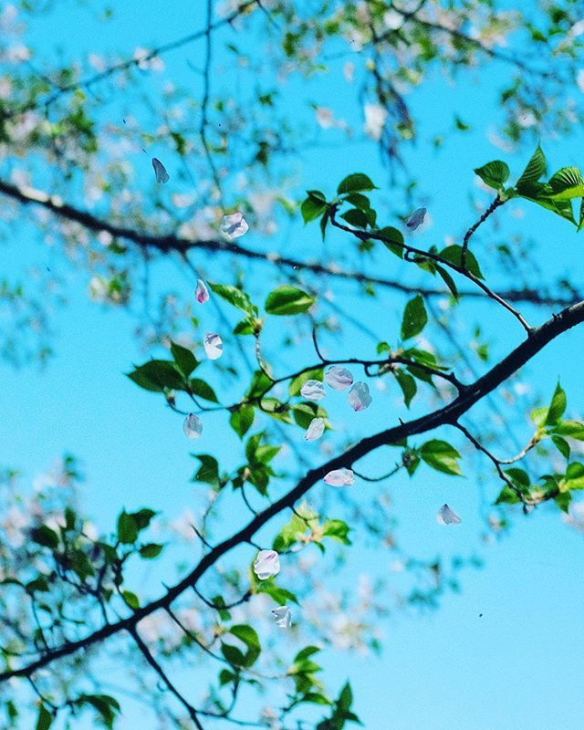 hi_lo4's tweet photo. Instagram Post しました > #葉桜 #cherrytreeinleaf #x100f #fujifilm https://t.co/f5w1VFXabH https://t.co/6Kxwj76XHK