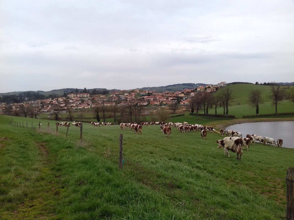 goninmik's tweet photo. Entre #paturage et #urbanisation il va falloir choisir ! 😠pour le moment on tient bon
#mypositiveimpact
#CeuxQuiFontLeLait
#ja https://t.co/HJAo1t7Mrg