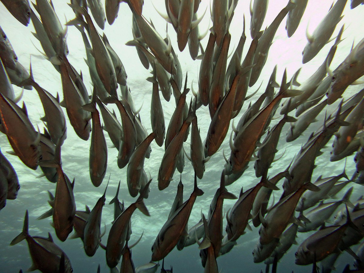 European Environmental Bureau (@green_europe) on Twitter photo Scientists believe that 30% of #OurOcean and seas need to become #MarineProtectedAreas to have #CleanSeas and #HealthySeas. Sign this petition! act.wemove.eu/campaigns/save… #EmojiOcean #OurOcean #BluePlanet2 #Biodiversity #Conservation <a href="/swanireland/">Sustainable Water Network (SWAN)</a> <a href="/FNCAgua/">Nueva Cultura Agua</a> <a href="/SeasAtRisk/">Seas At Risk</a> Scientists believe that 30% of #OurOcean and seas need to become #MarineProtectedAreas to have #CleanSeas and #HealthySeas. Sign this petition! act.wemove.eu/campaigns/save… #EmojiOcean #OurOcean #BluePlanet2 #Biodiversity #Conservation <a href="/swanireland/">Sustainable Water Network (SWAN)</a> <a href="/FNCAgua/">Nueva Cultura Agua</a> <a href="/SeasAtRisk/">Seas At Risk</a>