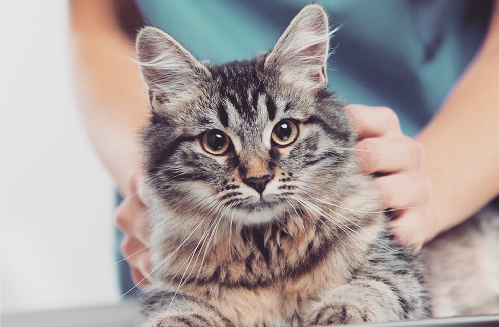 SmartPetStores's tweet photo. Meow 🐱 https://t.co/ZIT6QERd0K