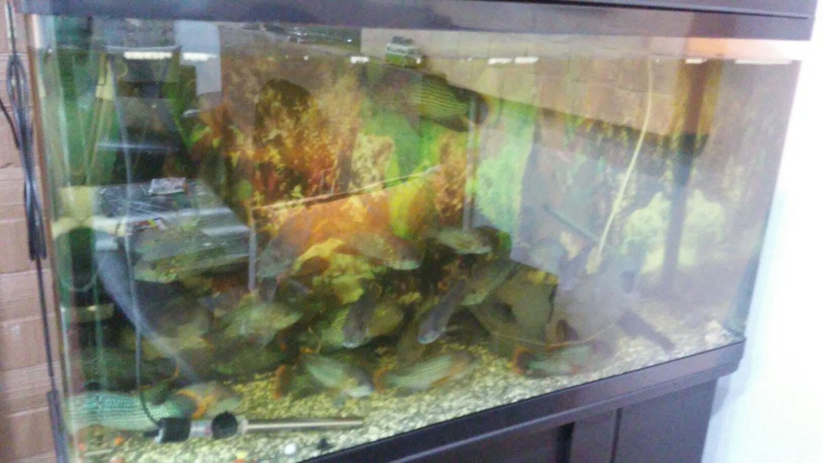 La ilahe illa ente Sübhaneke inni kuntum minezzalimin.