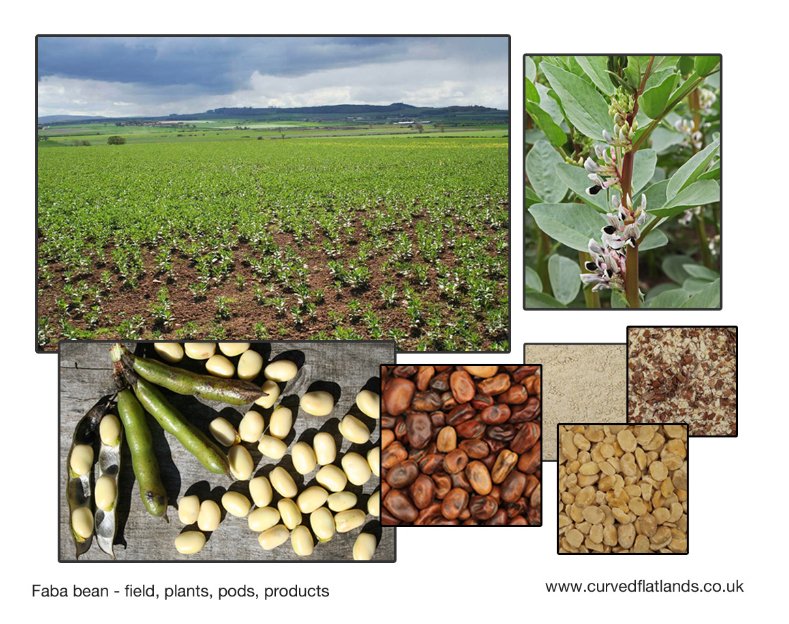 AgroEcoAtJHI's tweet photo. now
@curvedflatlands has delivered the first report for @TrueLegumes "Transitions to a legume-based food and agriculture" Read more here, https://t.co/iPxz1ZV47R… @GrowingResearch @pgroresearch @HuttonES @JamesHuttonInst @SEFARIscot #EcoTechIsBioTech https://t.co/6rcy9Vml6k