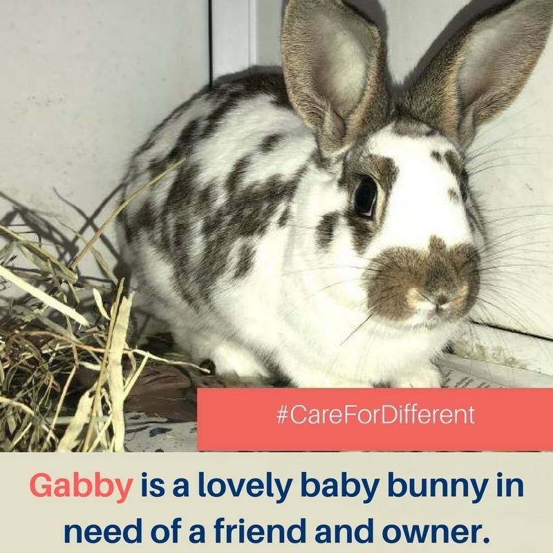 RSPCADerby's tweet photo. #adoption #feline #whiskas #wetnoses #bestfriend #instapic #instagood #photooftheday #picoftheday #cats #dogs #rabbits #canine #rodents #rescue #animalhero #lovepets #rescuepets #carefordifferent #caretoadopt https://t.co/Z1BIcEikgQ