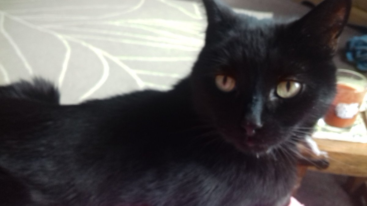reg_ron1's tweet photo. Cuddles wiv mum awe de best estate #happykitteh https://t.co/97EY38c6bI