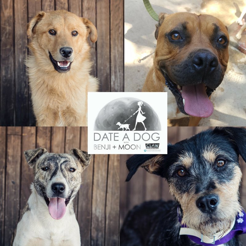 BenjiandMoon's tweet photo. Benji + Moon Date-a-Dog @thelindenmarket 7th April, 10:00am-4:00pm. Come and meet, love, walk and hopefully adopt one or two of these #CLAWbies. They can't wait to meet you #benjiandmoon #dateadog #thelindenmarket #adopt #29adoptedsofar #letsmakeit40 https://t.co/qVLF49xScr