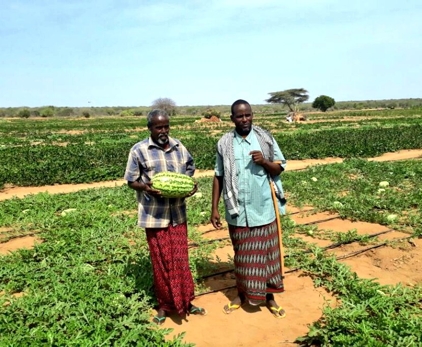 KenyaRedCross's tweet photo. Isaak Haye, 56, (left) holds a 9 kg watermelon as he and his fellow farmer stand inside a 21 acre farm in Damajaley, Garissa, that has produced a variety of horticultural crops, thanks to Kenya #RedCross hunger resilience project introduced in the area. https://t.co/e47cBRe0gv