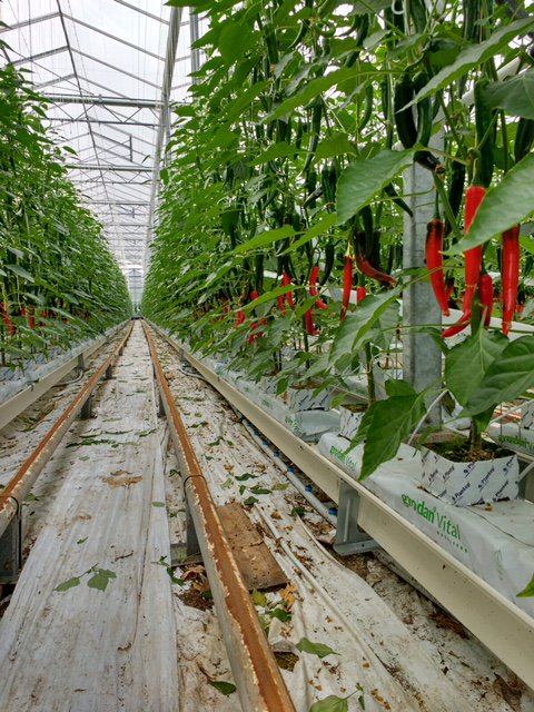 Now available <a href="/Levarht/">Levarht</a>; Dutch red, green and yellow #chilipeppers. 🌶️
Do you want to know more? Please contact us. 
#bringingthebesttogether