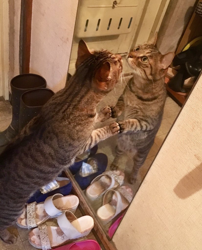 tom1002love's tweet photo. 鏡越しのカメラ目線📸

#猫 #猫好きな人と繋がりたい https://t.co/kZ6x0kmVM3