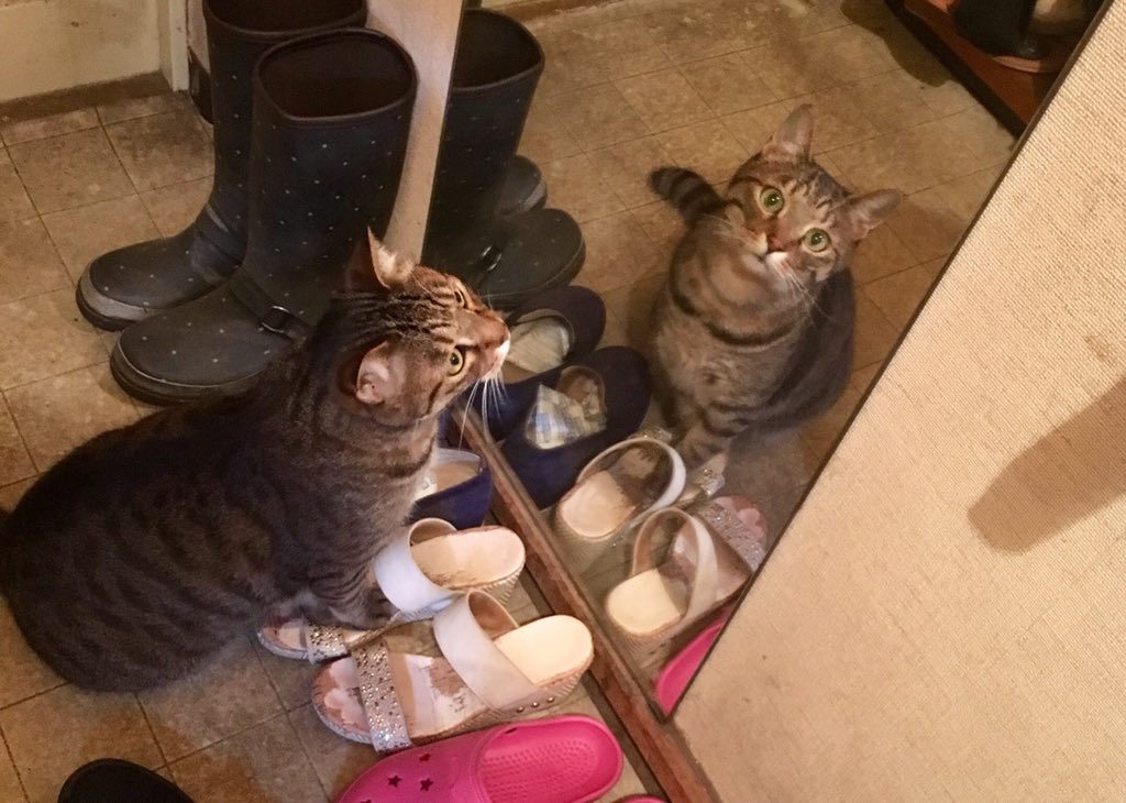 tom1002love's tweet photo. 鏡越しのカメラ目線📸

#猫 #猫好きな人と繋がりたい https://t.co/kZ6x0kmVM3