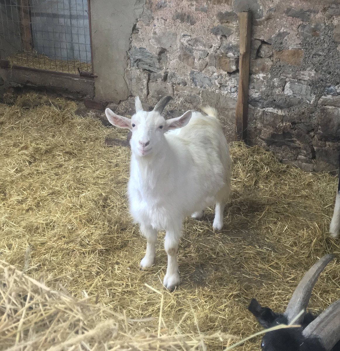 FoelFarmPark's tweet image. Our ‘little’ Jacob is 5 years old today! What a beauty he is! Happy Birthday Jacob 🎈🐐 #happybirthdayjacob #goat #birthday #farm #anglesey #animals