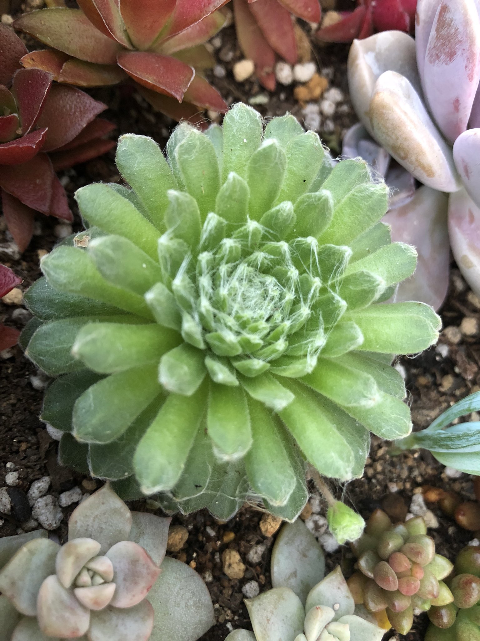 センペルビューム属 ワルシャワ Twitter