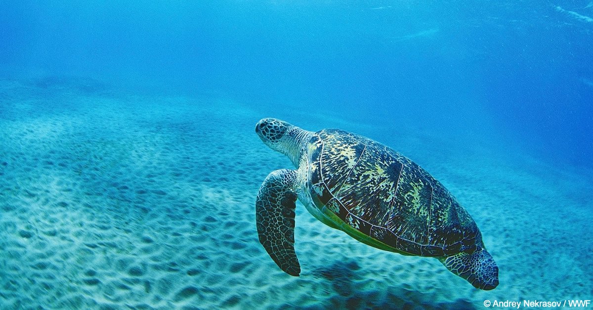 WWF_Belgique's tweet photo. Un peu de tortue avec votre #poisson ? Non, merci !
Consultez notre guide avant d'acheter du poisson 🐟 afin de vous assurer que la technique utilisée pour pêcher ce poisson n'entraîne pas la mort de requins, dauphins ou tortues marines 👉 https://t.co/5HSXYIw8rK #Consoguide https://t.co/Pid16APlmi