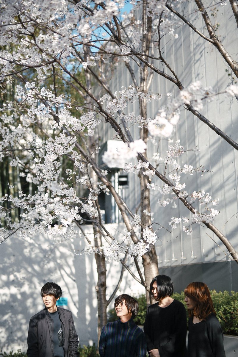 wowaka (@wowaka) on Twitter photo 桜と 桜と