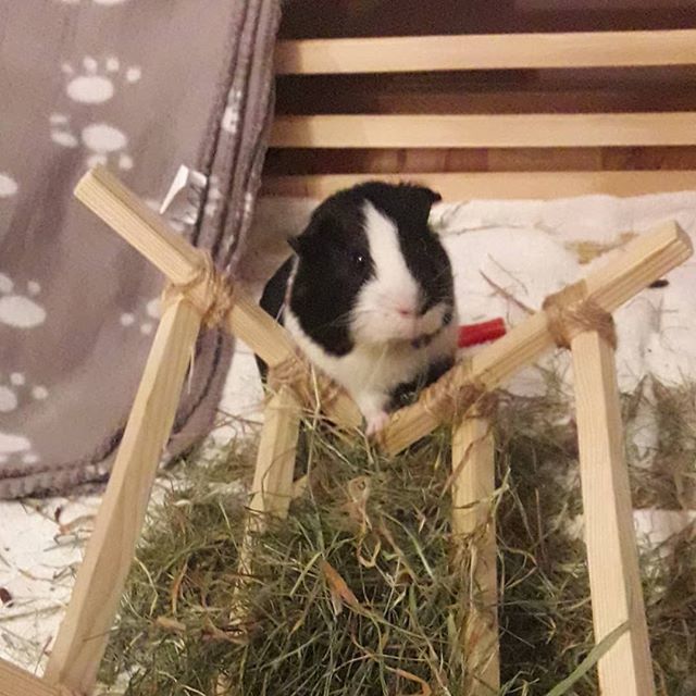 JacobsonJaylen's tweet photo. RT @loveguinea_pigs: Who's the cutest pig in the world? :> #guineapigsofig #guineapigeating #guineapig #guineapigs #cavia #swinkamorska #świnkimorskie #meerschweinchen #kawiadomowa #mypet #cutepets #animallove #animalphotography #cuteanimal #cutepet #hom… https://t.co/CAsM1Yewts
