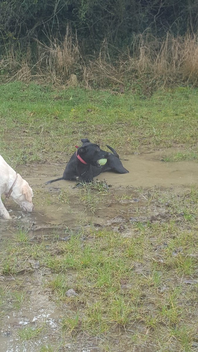 LiamPR87's tweet photo. Really Jura?!? #MuddyMutt https://t.co/hHv5uyt235