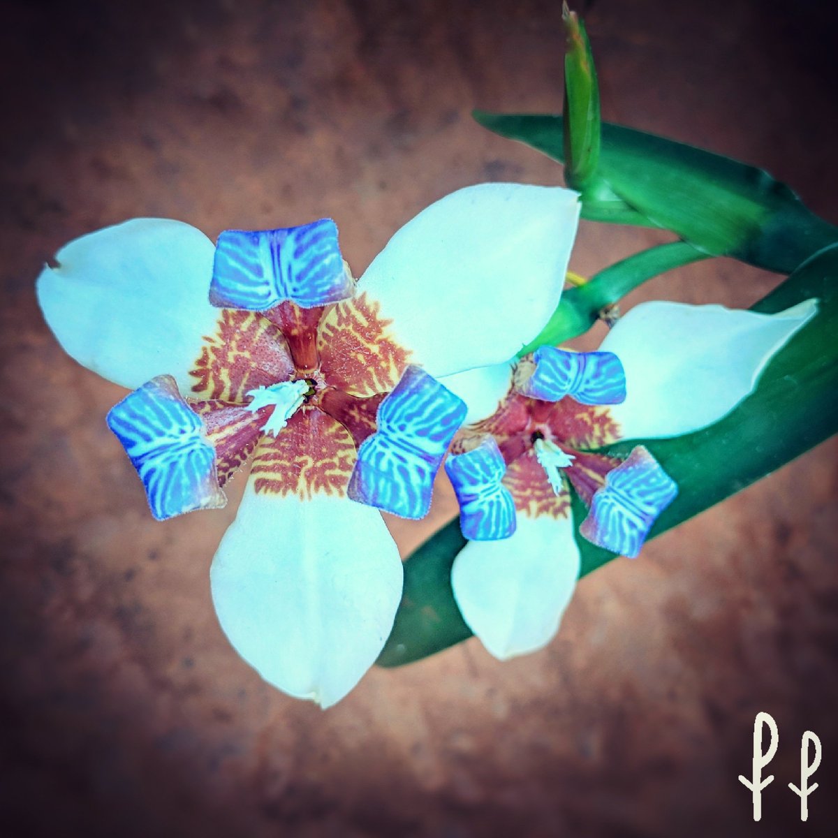 PlantTweeple's tweet photo. #gorgeous #WalkingIris! 😍❤️😍 These profusely #blooming #fragrant #floweringplants are very easy to grow #indoor & wud make for a unique, #stunning #gift too. #limitedstock #flowers #floral #gardening #plantnursery #plants #indoorplant #startup #plantbased #beautiful #flower https://t.co/v87dKbGEZW