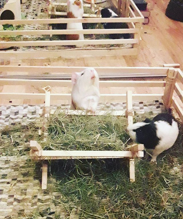 loveguinea_pigs's tweet photo. El Chapo is dancing ballet 🤗
#guineapigsofig #guineapig #guineapigeating #guineapigs #piglet #piggie #amazinganimals #meerschweinchen #cavia #instapig #instaguineapig #animallove #mypet #mypets #swinkamorska #swinkimorskie https://t.co/x837Xn1cLl https://t.co/YR1R7PRtj6