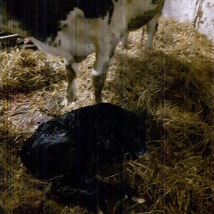 ClonalisHouse's tweet photo. Announcing the arrival of Charlotte @3am one of the biggest calves that Pyers has ever delivered-both doing well 🐮🐄 https://t.co/EHoi9oF2YV